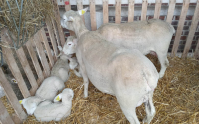 Foire commerciale à Bar-sur-Seine
