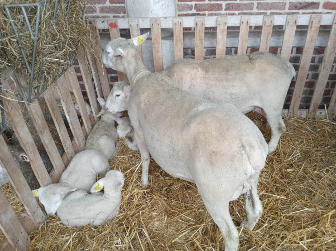 Foire commerciale à Bar-sur-Seine